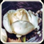 Liaze - Tote Blumen Liaze-ToteBlumen